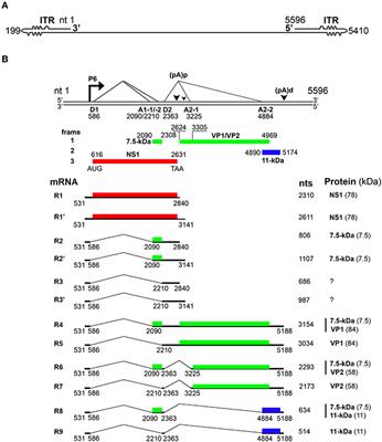 Recent Advances in Replication and Infection of Human Parvovirus B19